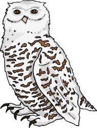 owl2.jpg (19122 bytes)