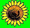 sunflower-grn.jpg (5399 bytes)